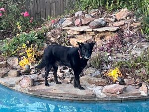 a black medium sized dog standing by a rocky hill next to a pool